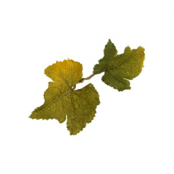 Leaf Camo – LC1 - Lime Leaf Camo – LC1 - Lime